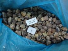 FROZEN COOKED BROWN  CLAM  SHELL ON