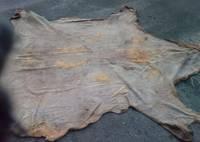 Wet Salted Donkey Skins