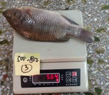 Frozen black tilapia