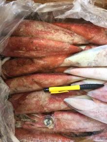  Red   squid  whole round
