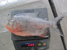 Frozen Red Pomfret