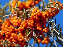 Herbal Products Wholesaler Seabuckthorn Seed Oil Hippophae Extract China Manufacturer