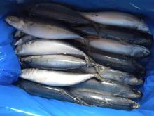 500g mackerel