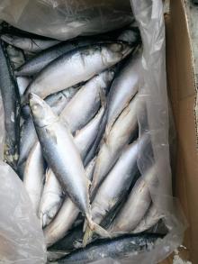 400-500g seafrozen mackerel