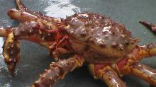 Fresh Frozen and Live Mud Crabs , Red King Crabs , Soft Shell Crabs , Blue Crab and Blue crabs