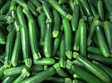 Fresh green spring hybrid zucchini