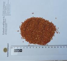  Red   millet 