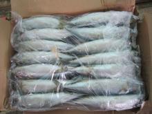 Forzen Mackerel (Pacific Mackerel)