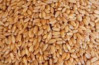 Wheat Bran