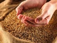 Milling Wheat, Feed Wheat, Buckwheat, Rye