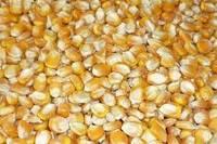 Quality Grade 1 Yellow Corn & White Corn/Maize for Human & Animal Feed