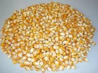  Dried   Yellow   Corn 