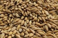 quality barley feed for horses, chickens,pigs,cattle