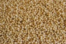  Amaranth   grain s