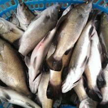 giant sea perch sea bass  seabass 