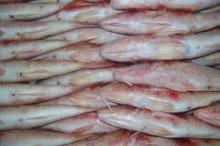  Frozen   Red   Mullet  (Whole)