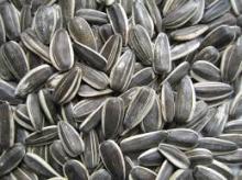 Free Sample Sunflower Seeds