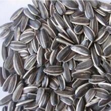 Top Quality Black  Sunflower   Seeds  from  China 