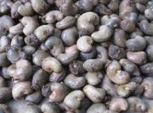 Cashew   Nut s