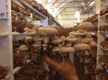 Shiitake mushroom