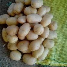  new   crop   fresh  potato for sale