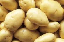  Dutch   potato es/Pomme de terre hollandais