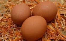 brown chicken egg regular size