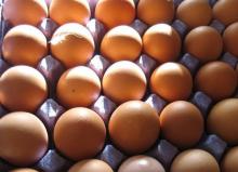 Broiler hatching eggs Cobb 500 and Ross 308