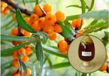 Best Essential Oil Seabuckthorn Fruit Oil Berry Oil Supplier