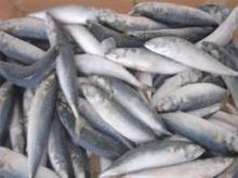 Frozen Tuna fish