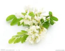  Quercetin   Extract , Quercetin  Powder,Sophora Japonica  Extract 