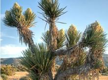 Yucca Schidigera Extract,Pure Yucca Schidigera Extract, Yucca Plant Extract Powder,Sarsaponin