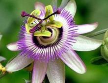 Passion Flower Extract,passion flower powder,herbal sex extract Flavone of Passionflower Extract
