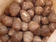 New Arrival Fresh Taro good Price High Quality