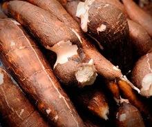 FRESH CASSAVA FOR SALE.