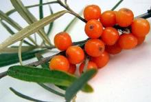 Factory Supply Natural Seabuckthorn  Fruit  Oil Berry Oil With Competitive Price Biotech Skin Care Pro