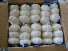Garlic  whole   sale 