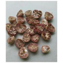 Betel Nut