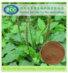 Asiatic Plantain Herb Extract