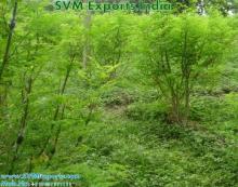 Annual Moringa Leaves Suppliers India
