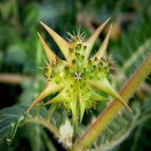 Tribulus Terrestris Extract GMP Manufacturer