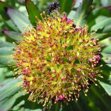 Rhodiola rosea extract GMP Manufacturer
