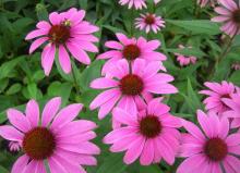 Echinacea Purpurea Extract GMP Manufacturer