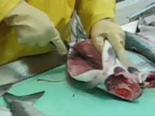 Atlantic Salmon,Salmon salar, fresh,frozen, salmon fillet