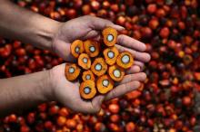 Palm acid oil (PAO), palm fatty acid distillate, R..