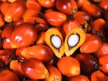 Palm Oil and palm nuts for sale