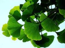 Ginkgo Biloba extract flavone glycosides 24% Total Ginkgolides　6% EXPORT WORDWIDE
