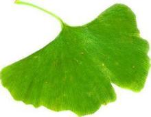 natural high quality cosmetic and pharmaceutical used  Ginkgo   Biloba   Extract   24 / 6 