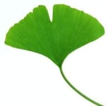 high quanlity Ginkgo Biloba Extract Flavonoids 22%-27%, Total Ginkgolides:6% natural