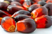 Refined Palm Oil For Cooking ,CP12 !!! Premium Supplier !!!